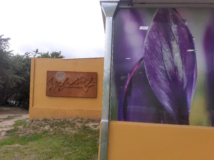 Entre las sierras de Córdoba funciona una especie de bóveda para atesorar… bulbos de azafrán