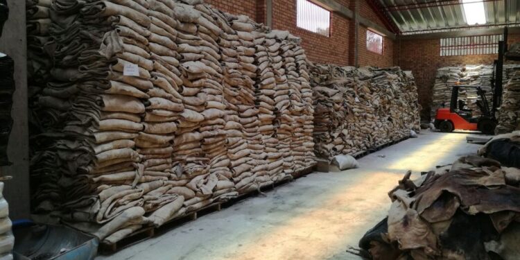 Para los frigoríficos, la exportación de cueros salados en 2020 fue un negocio positivo con el que habría que seguir