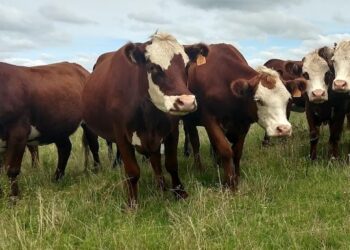 Según un informe oficial, aumentaron fuerte los márgenes de la ganadería en 2020: La excepción fue el feedlot