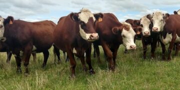 Según un informe oficial, aumentaron fuerte los márgenes de la ganadería en 2020: La excepción fue el feedlot