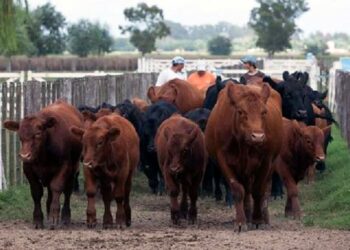 Profecía autocumplida: Al final llegó en enero la caída de la faena que justificaba la fuerte suba de los precios de la carne