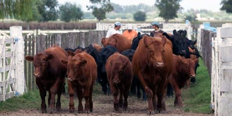 Profecía autocumplida: Al final llegó en enero la caída de la faena que justificaba la fuerte suba de los precios de la carne