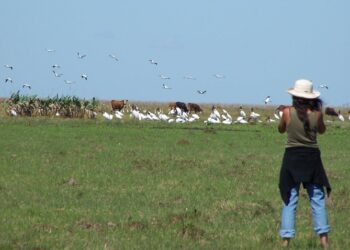 El INTA promete tener un mapa de los humedales para 2022: ¿Llegará a tiempo para evitar los posibles atropellos de una ley?