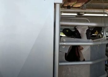 El de la leche ya es un mercado intervenido: El gobierno no permite aumentos al público y entonces las lácteas también congelan los pagos al productor