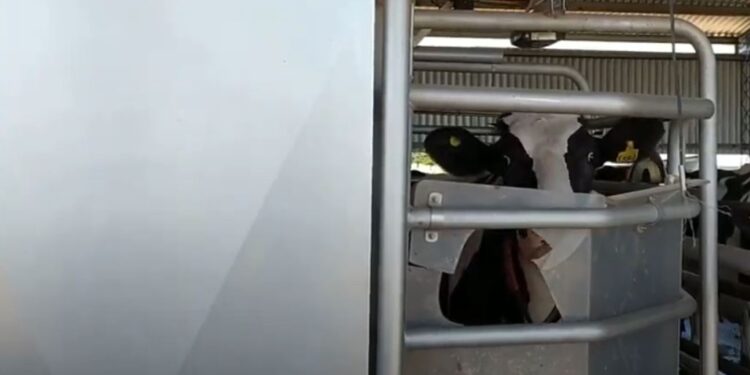 El de la leche ya es un mercado intervenido: El gobierno no permite aumentos al público y entonces las lácteas también congelan los pagos al productor