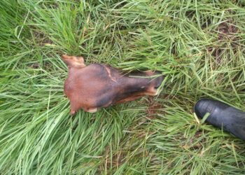 Cuatrerismo e inseguridad rural en Misiones: Ante la falta de respuesta de la gobernación, los productores amenazan con usar armas