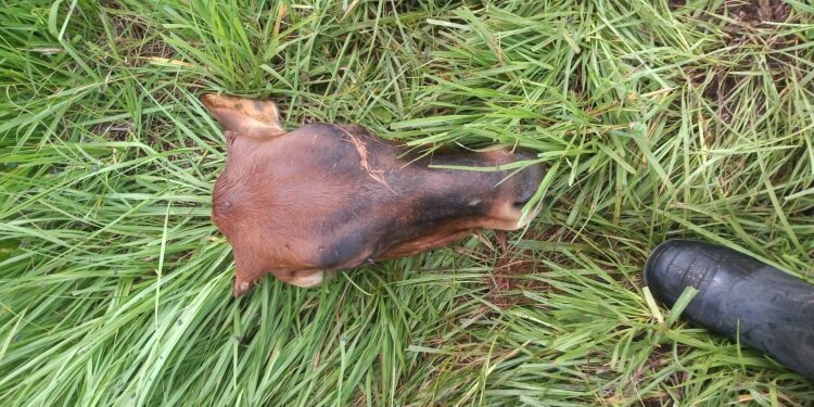 Cuatrerismo e inseguridad rural en Misiones: Ante la falta de respuesta de la gobernación, los productores amenazan con usar armas