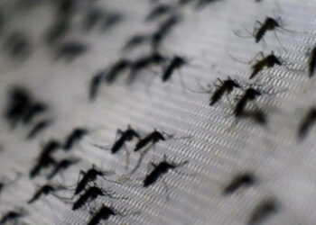 Invasión de mosquitos: En Santa Fe y la zona de las islas los mosquitos causan estragos entre la hacienda y los trabajadores