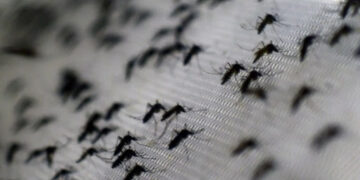 Invasión de mosquitos: En Santa Fe y la zona de las islas los mosquitos causan estragos entre la hacienda y los trabajadores