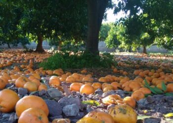 Naranjas por el suelo en Misiones porque los cosecheros no quieren trabajar para no perder sus planes sociales