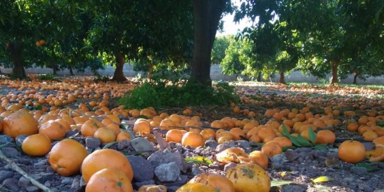 Naranjas por el suelo en Misiones porque los cosecheros no quieren trabajar para no perder sus planes sociales