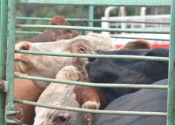 Alerta estafadores: la firma GAEC SRL compró hacienda con cheques sin fondos en al menos tres provincias