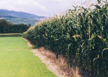 Establecieron distancias de aislamiento para cultivos OGM cosechados por medios mecánicos