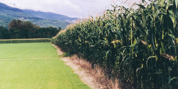 Establecieron distancias de aislamiento para cultivos OGM cosechados por medios mecánicos