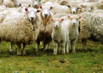 Proyecto LAMB.AR: Se está armando el primer consorcio de exportación de carne ovina de la provincia de Buenos Aires