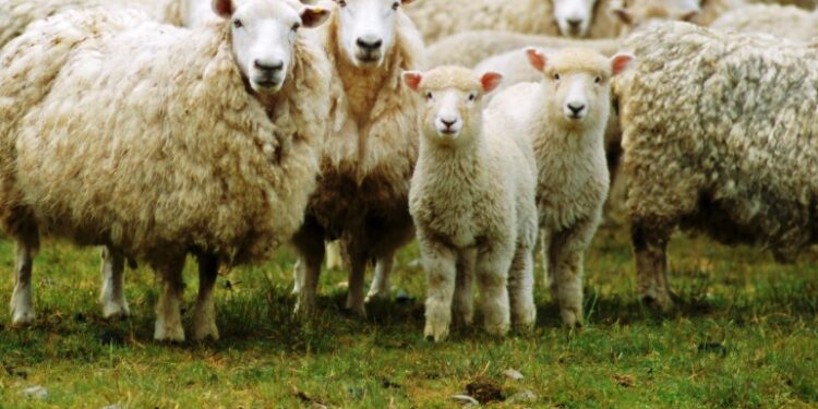 Proyecto LAMB.AR: Se está armando el primer consorcio de exportación de carne ovina de la provincia de Buenos Aires