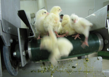 Alemania pondrá fin a la matanza masiva de pollitos machos: ¿Qué sucede en la Argentina?