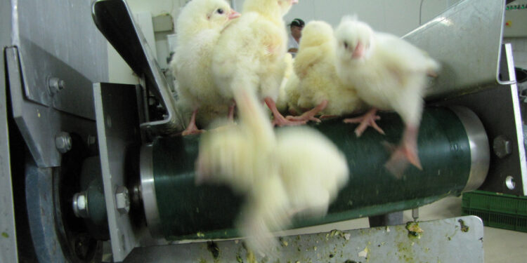 Alemania pondrá fin a la matanza masiva de pollitos machos: ¿Qué sucede en la Argentina?