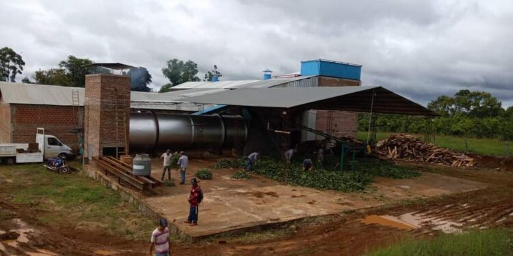 Pequeños productores de Misiones: Se unieron para poner en marcha un secadero de yerba mate