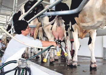 En enero subió 6% el precio de la leche pagado al productor, pero ese ingreso sigue siendo insuficiente para cubrir los costos