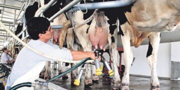 En enero subió 6% el precio de la leche pagado al productor, pero ese ingreso sigue siendo insuficiente para cubrir los costos