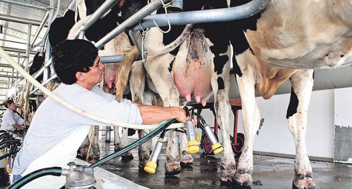 En enero subió 6% el precio de la leche pagado al productor, pero ese ingreso sigue siendo insuficiente para cubrir los costos