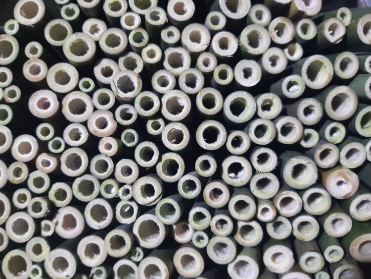 Qué buena idea: Investigaron las propiedades del bambú y crearon sorbetes ecológicos para reducir los deshechos plásticos