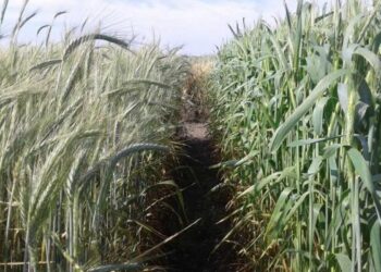 Cultivos de servicio: Nuevas variedades de vicia y triticale desarrolladas por INTA