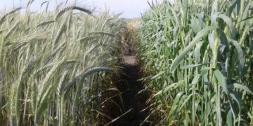 Cultivos de servicio: Nuevas variedades de vicia y triticale desarrolladas por INTA