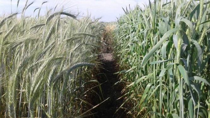 Cultivos de servicio: Nuevas variedades de vicia y triticale desarrolladas por INTA