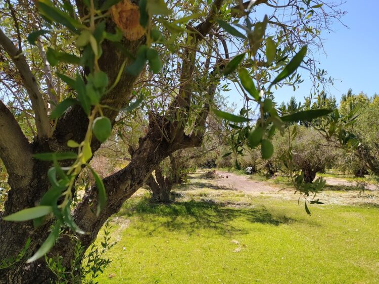 Esteban Santipolio cerró un círculo perfecto para su pequeña finca de olivos: Agrega muchísimo valor sin depender de insumos externos