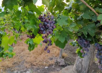 Hay que empezar a acopiar botellas de vino: La cosecha de uvas caería más de 6% y parece inevitable un aumento de precios