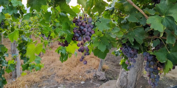 Hay que empezar a acopiar botellas de vino: La cosecha de uvas caería más de 6% y parece inevitable un aumento de precios