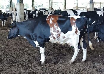 La historia detrás de la foto: ¿Es un montaje esta insólita vaca Holando de tres colores?