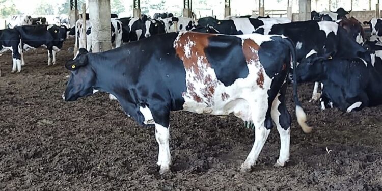 La historia detrás de la foto: ¿Es un montaje esta insólita vaca Holando de tres colores?