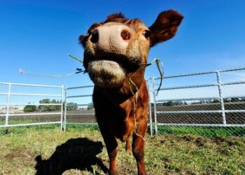Con la escuela rural cerrada, la mayor interacción de la hija de José es jugar con las vacas del campo vecino