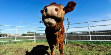Con la escuela rural cerrada, la mayor interacción de la hija de José es jugar con las vacas del campo vecino
