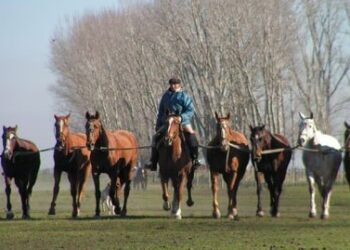 Por culpa del covid, cayeron a la mitad los ingresos por la exportación de caballos argentinos