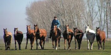 Por culpa del covid, cayeron a la mitad los ingresos por la exportación de caballos argentinos