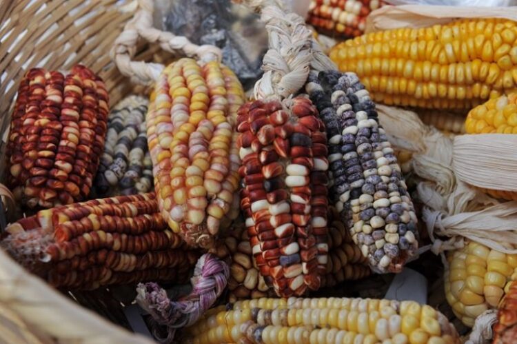 Néstor Vilca, en la Quebrada de Humahuaca, pudo recuperar muchas de las producciones andinas realizadas por sus ancestros