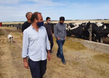 La ilusión que me condena: El gobierno acepta discutir el viejo reclamo tambero para que la leche se pague por calidad