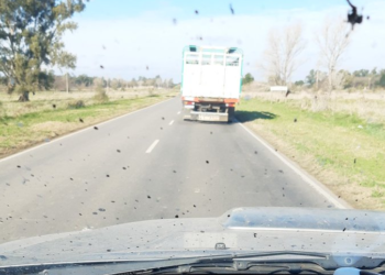 La historia detrás de la foto: vacas lecheras que van a faena porque un tambero necesita alimentar a las sobrevivientes