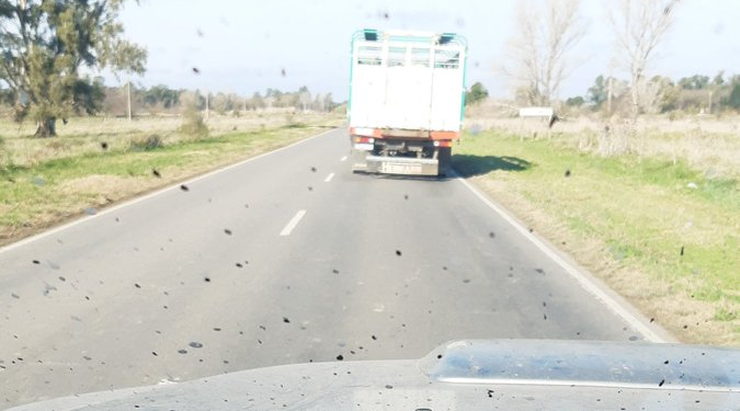 La historia detrás de la foto: vacas lecheras que van a faena porque un tambero necesita alimentar a las sobrevivientes