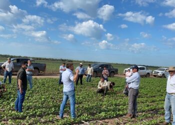 Se recuperaron las ventas de camionetas con una oferta que no puede seguirle el ritmo a la demanda del agro gracias a las trabas del gobierno