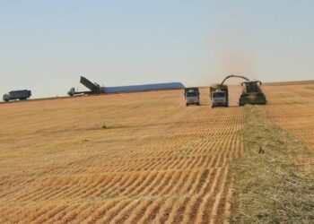 Argentina es Agro: El complejo oleaginoso y cerealero genera el 45% de las exportaciones totales