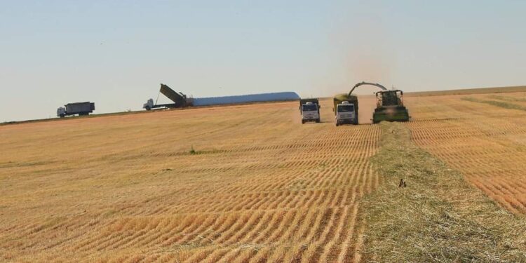 Argentina es Agro: El complejo oleaginoso y cerealero genera el 45% de las exportaciones totales