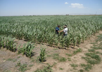 A pesar de la sequía, Frenkel Santillán asegura que los arrendamientos agrícolas están registrando un aumento promedio del 10%