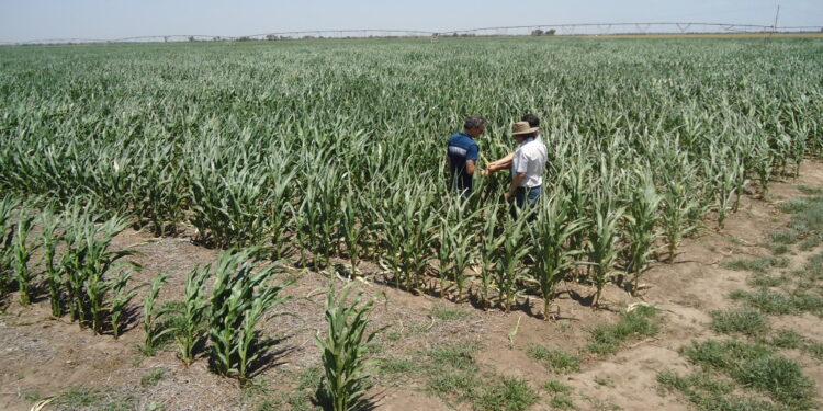 A pesar de la sequía, Frenkel Santillán asegura que los arrendamientos agrícolas están registrando un aumento promedio del 10%