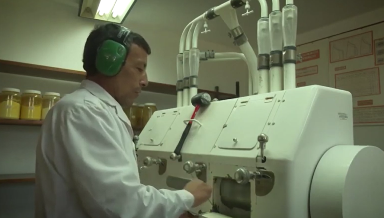 Leticia Mir analiza soja y trigo en el laboratorio del INTA Marcos Juárez y reconoce que en Argentina “falta una cultura que premie la calidad”