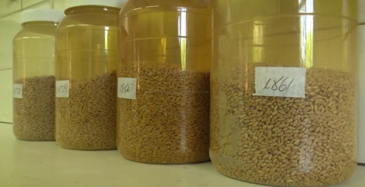 Leticia Mir analiza soja y trigo en el laboratorio del INTA Marcos Juárez y reconoce que en Argentina “falta una cultura que premie la calidad”